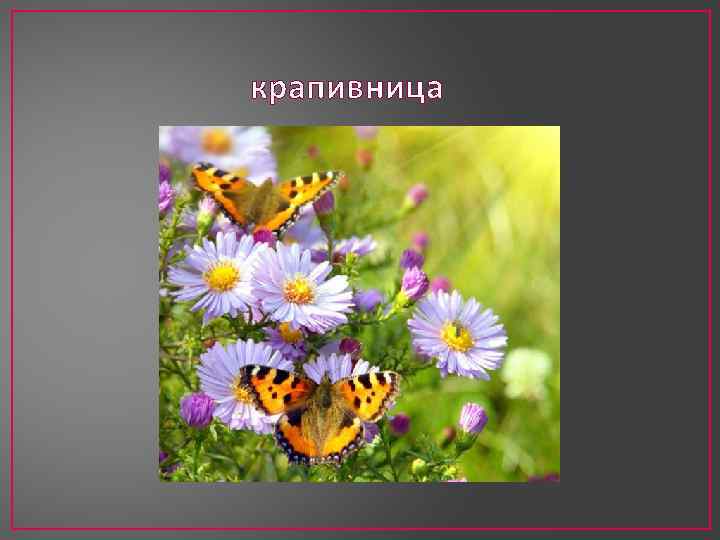 крапивница 