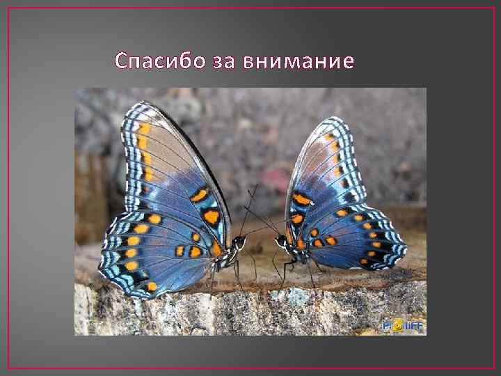 Спасибо за внимание 