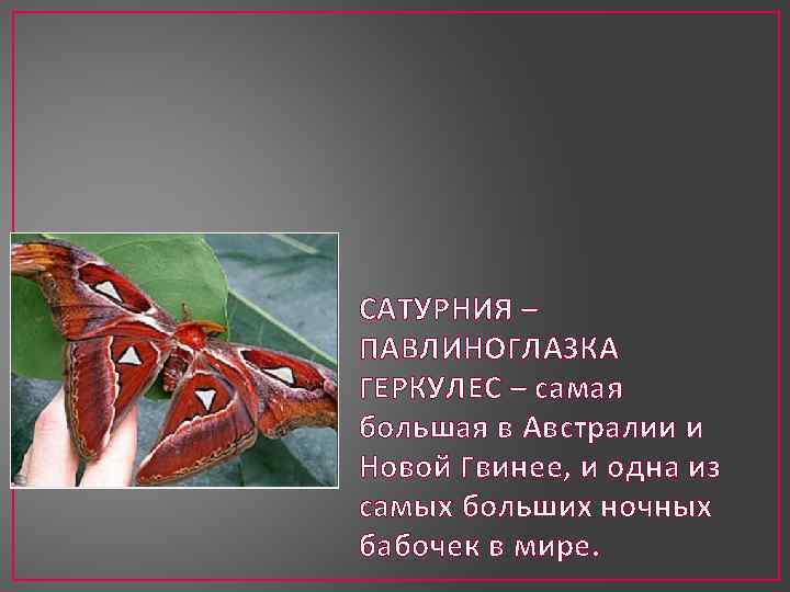 САТУРНИЯ – ПАВЛИНОГЛАЗКА ГЕРКУЛЕС – самая большая в Австралии и Новой Гвинее, и одна