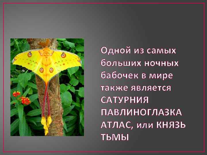 Одной из самых больших ночных бабочек в мире также является САТУРНИЯ ПАВЛИНОГЛАЗКА АТЛАС, или