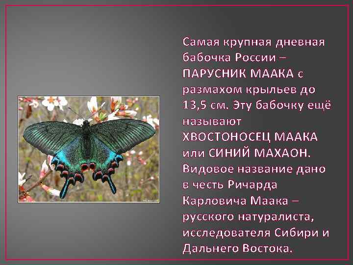 Бабочка махаон описание. Хвостоносец Маака. Махаон Маака бабочка. Махаон Маака бабочка Хвостоносец. Хвостоносец Маака красная книга.
