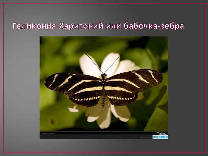 Геликония Харитоний или бабочка-зебра 