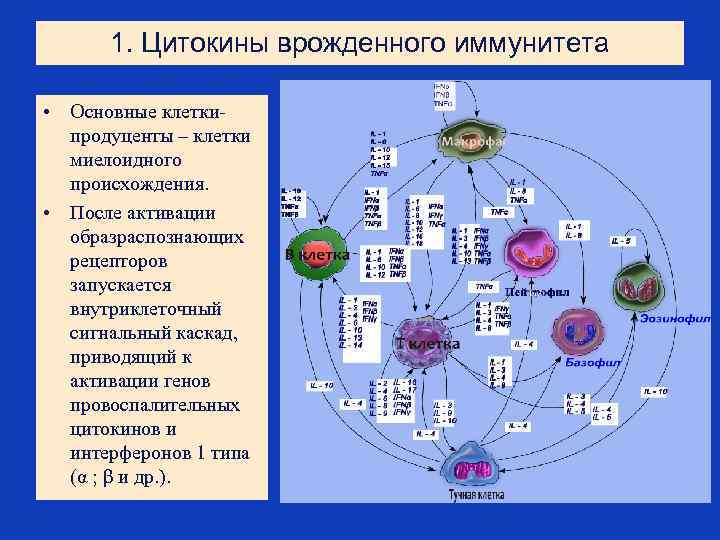 1. Цитокины врожденного иммунитета • Основные клеткипродуценты – клетки миелоидного происхождения. • После активации