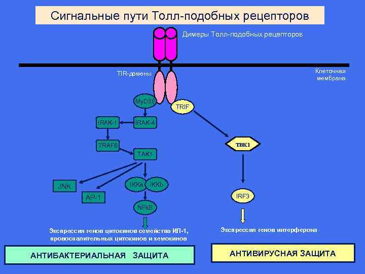 Сигнальные пути Толл-подобных рецепторов Димеры Толл-подобных рецепторов Клеточная мембрана TIR-домены My. D 88 IRAK-1