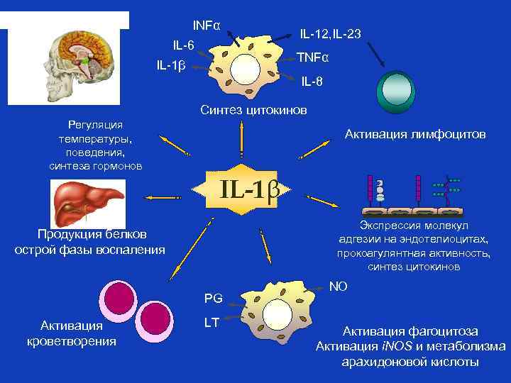INFα IL-6 IL-12, IL-23 TNFα IL-1β IL-8 Синтез цитокинов Регуляция температуры, поведения, синтеза гормонов