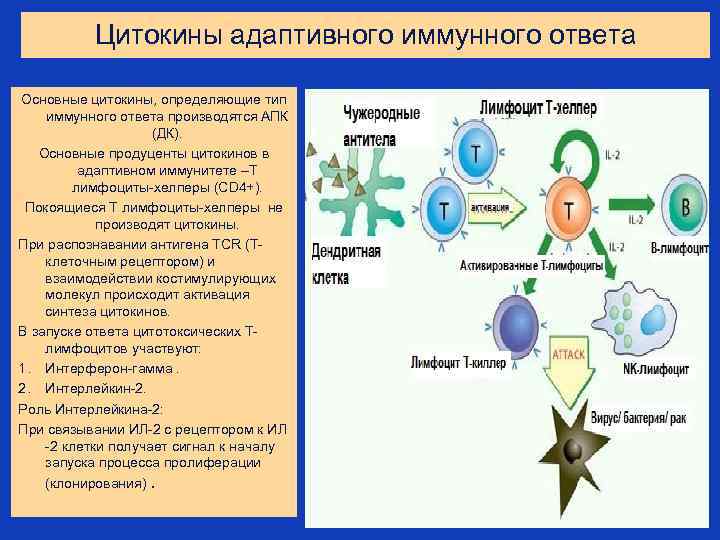 Цитокины адаптивного иммунного ответа Основные цитокины, определяющие тип иммунного ответа производятся АПК (ДК). Основные