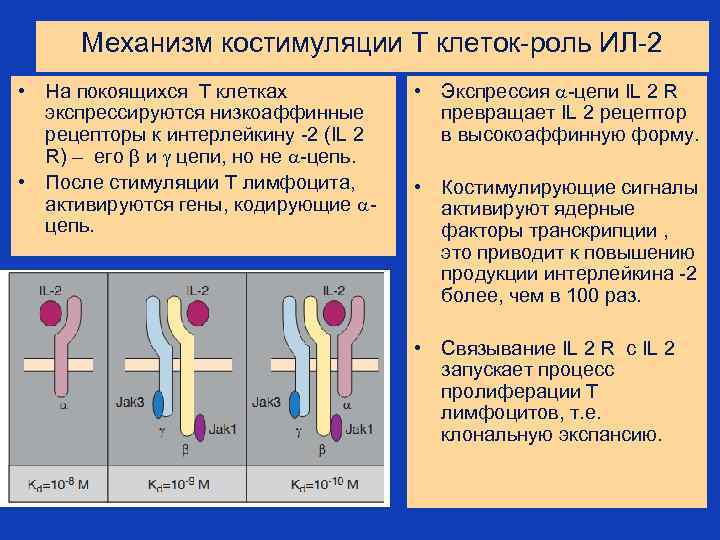Механизм костимуляции Т клеток-роль ИЛ-2 • На покоящихся Т клетках экспрессируются низкоаффинные рецепторы к