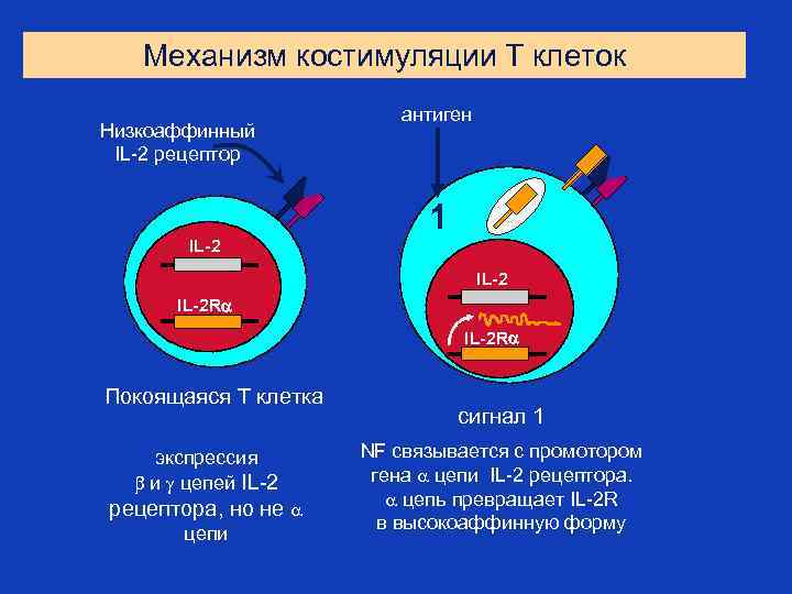 Механизм костимуляции Т клеток Низкоаффинный IL-2 рецептор антиген 1 IL-2 R Покоящаяся Т клетка