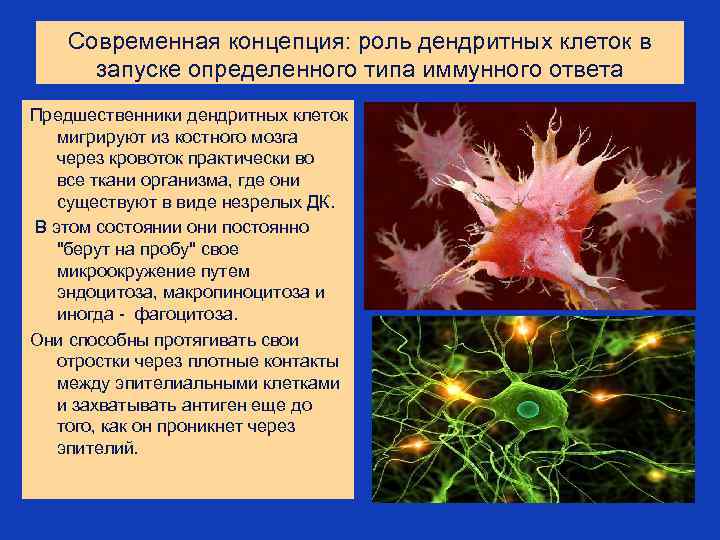 Современная концепция: роль дендритных клеток в запуске определенного типа иммунного ответа Предшественники дендритных клеток