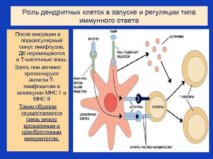 Роль дендритных клеток в запуске и регуляции типа иммунного ответа После миграции в подкапсулярный