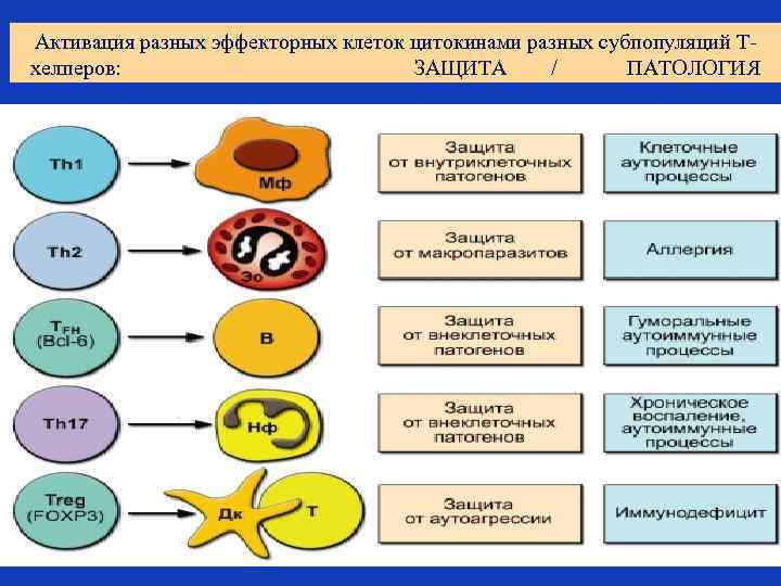 Активация разных эффекторных клеток цитокинами разных субпопуляций Тхелперов: ЗАЩИТА / ПАТОЛОГИЯ 
