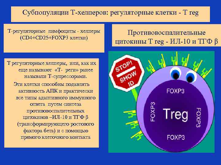 Субпопуляции Т-хелперов: регуляторные клетки - T reg Т-регуляторные лимфоциты - хелперы (CD 4+CD 25+FOXP