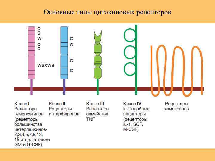 Основные типы цитокиновых рецепторов 