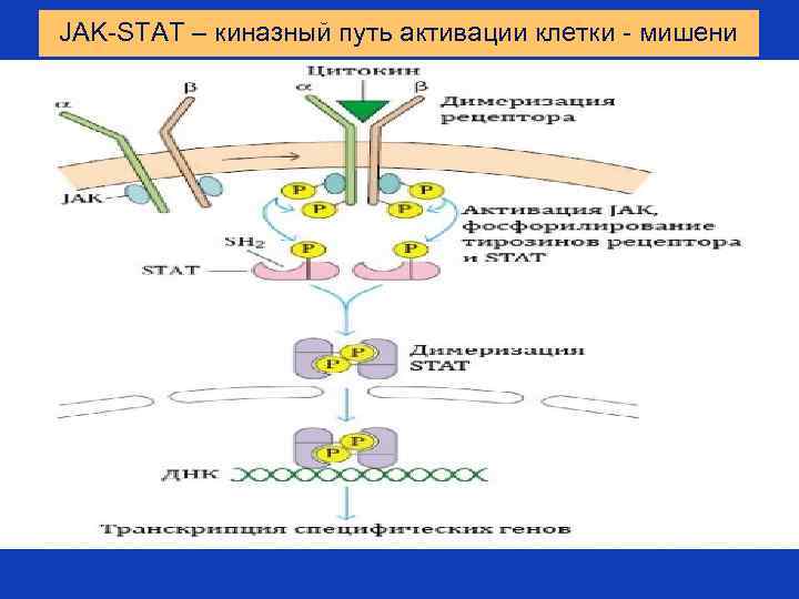 JAK-STAT – киназный путь активации клетки - мишени 