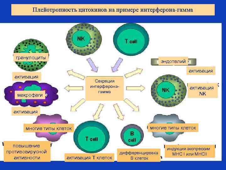 Плейотропность цитокинов на примере интерферона-гамма гранулоциты эндотелий активация Секреция интерферонагамма макрофаги активация NK активация