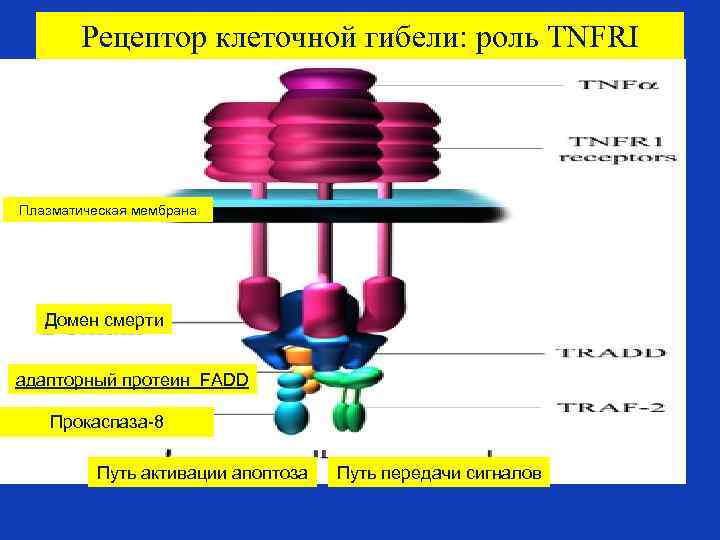 Рецептор клеточной гибели: роль TNFRI Плазматическая мембрана Домен смерти адапторный протеин FADD Прокаспаза-8 Путь
