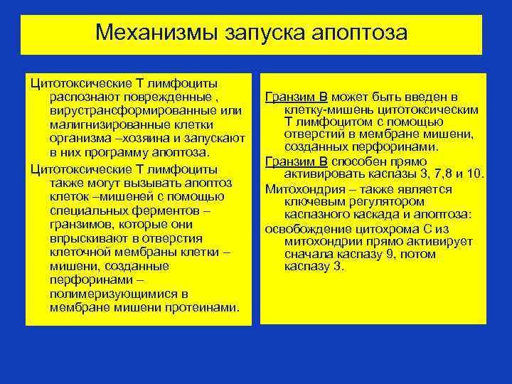 Механизмы запуска апоптоза Цитотоксические Т лимфоциты распознают поврежденные , вирустрансформированные или малигнизированные клетки организма