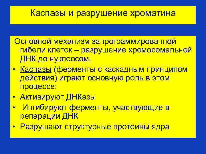 Каспазы и разрушение хроматина Основной механизм запрограммированной гибели клеток – разрушение хромосомальной ДНК до