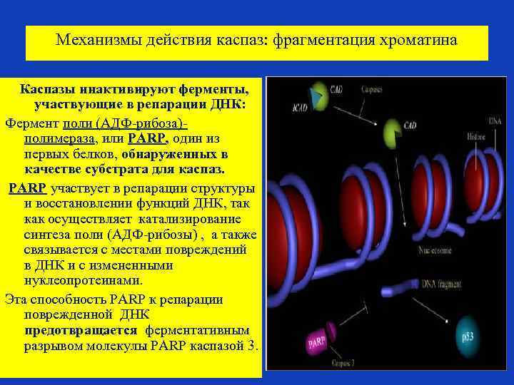 Механизмы действия каспаз: фрагментация хроматина. Каспазы инактивируют ферменты, участвующие в репарации ДНК: Фермент поли