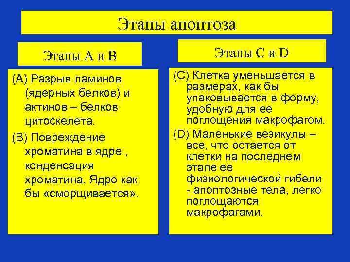 Этапы апоптоза Этапы А и В Этапы С и D (А) Разрыв ламинов (ядерных