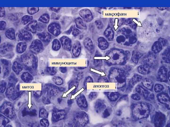 макрофаги иммуноциты митоз апоптоз 