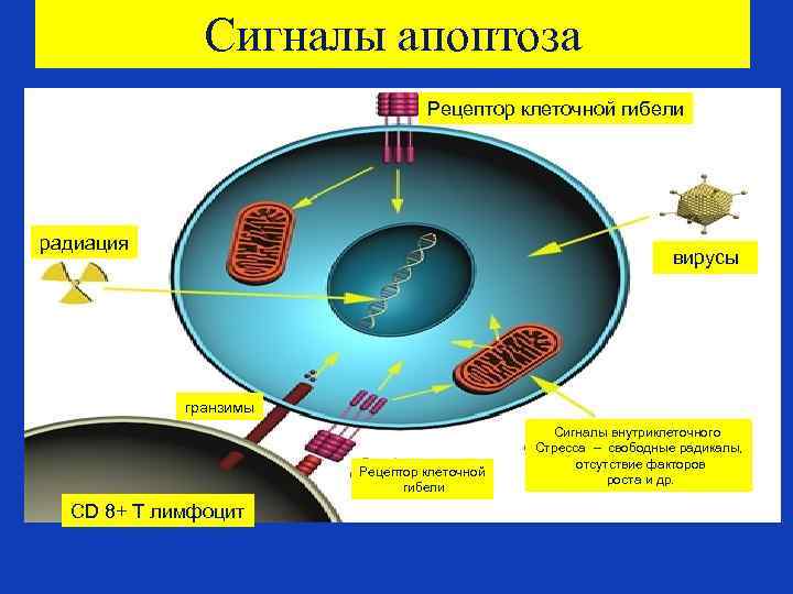 Сигналы апоптоза Рецептор клеточной гибели радиация вирусы гранзимы Рецептор клеточной гибели CD 8+ Т