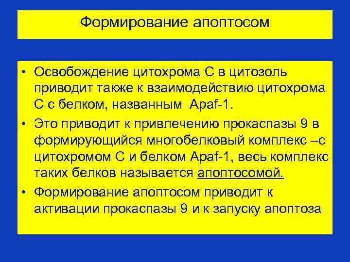 Формирование апоптосом • Освобождение цитохрома С в цитозоль приводит также к взаимодействию цитохрома С