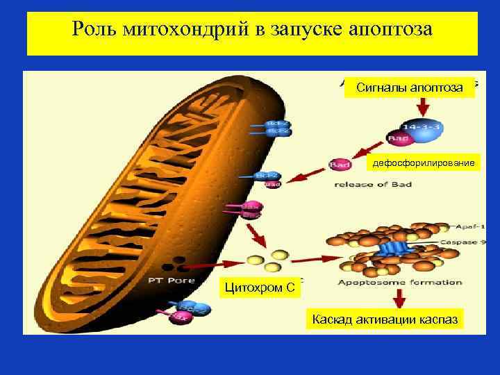 Роль митохондрий в запуске апоптоза Сигналы апоптоза дефосфорилирование Цитохром С Каскад активации каспаз 