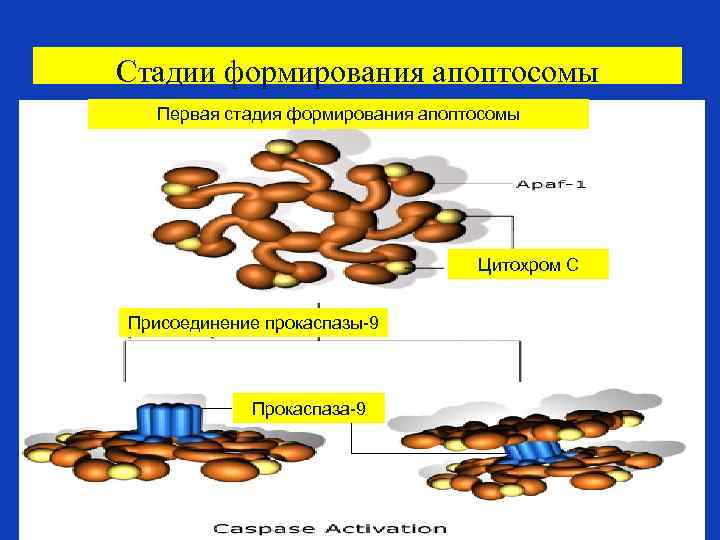 Стадии формирования апоптосомы Первая стадия формирования апоптосомы Цитохром С Присоединение прокаспазы-9 Прокаспаза-9 