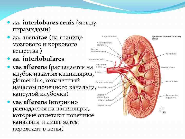 Мочеполовая система анатомия презентация