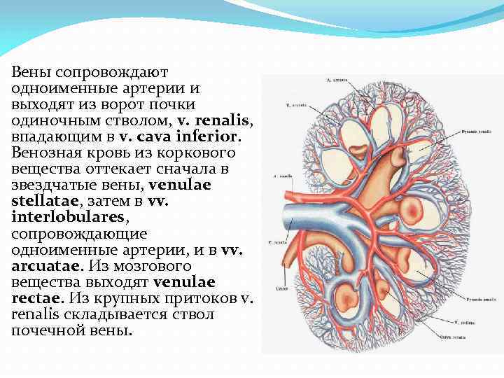 Мочеполовая система картинки