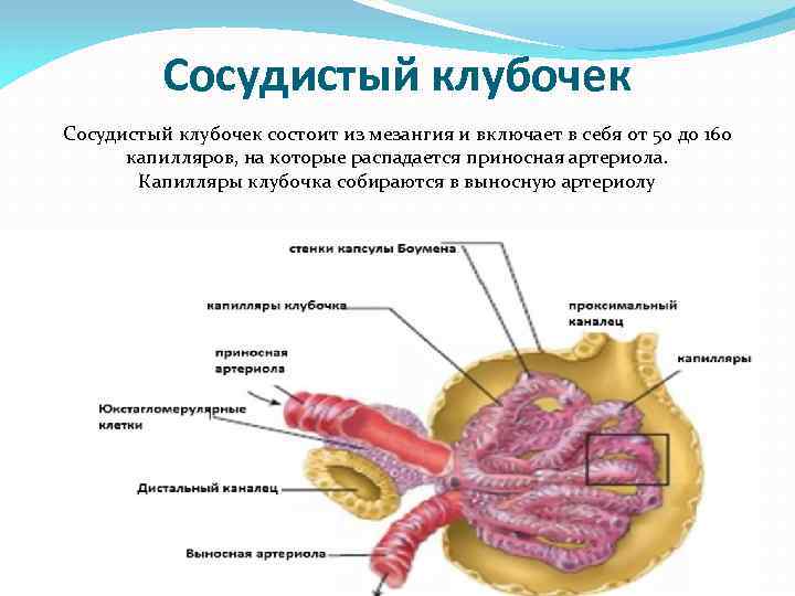 Мочеполовая система картинки