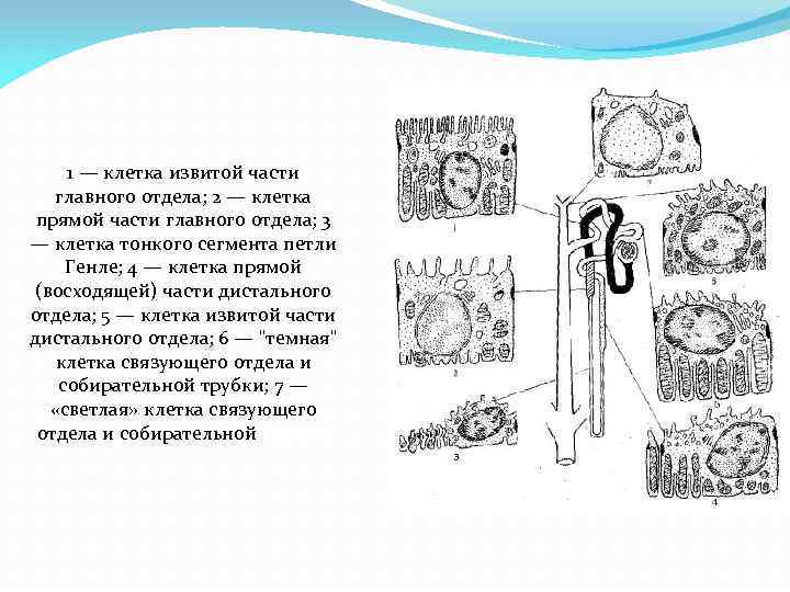 1 — клетка извитой части главного отдела; 2 — клетка прямой части главного отдела;