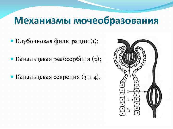 Физиология мочеобразования презентация