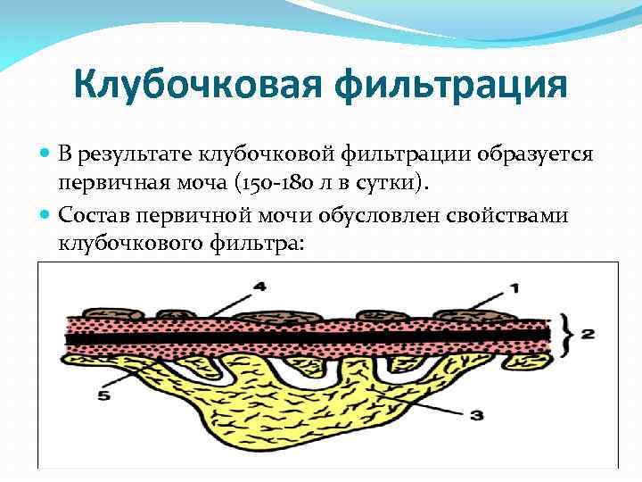 В результате фильтрации образуется моча