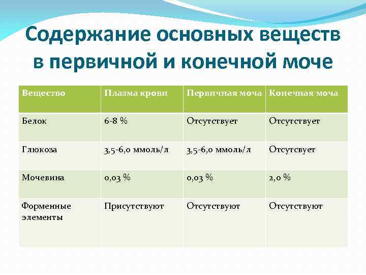 Первичная моча отличается от плазмы крови отсутствием