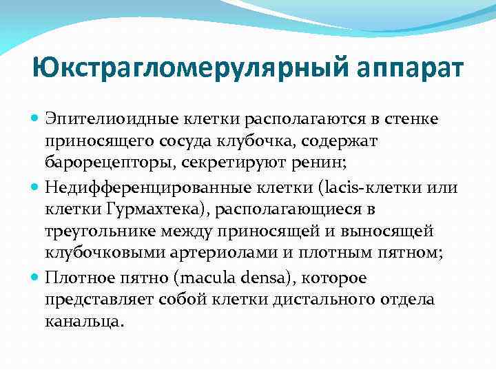 Юкстрагломерулярный аппарат Эпителиоидные клетки располагаются в стенке приносящего сосуда клубочка, содержат барорецепторы, секретируют ренин;