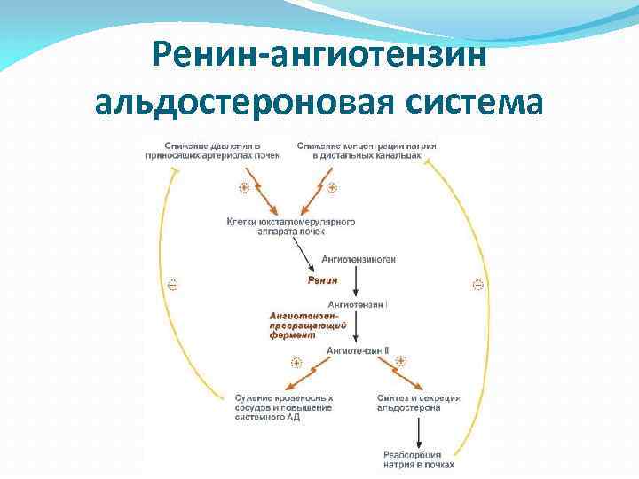 Ренин ангиотензин альдостероновая система физиология схема