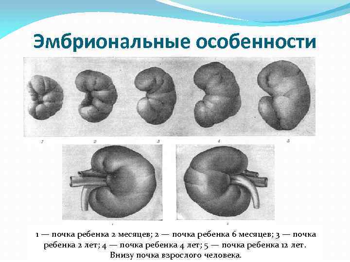 Левая почка у плода