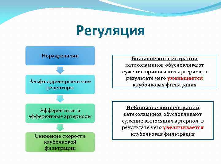 Регуляция Норадреналин Альфа-адренергические рецепторы Афферентные и эфферентные артериолы Снижение скорости клубочковой фильтрации Большие концентрации