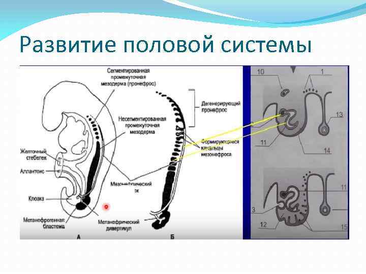 Мочеполовая система женщины фото