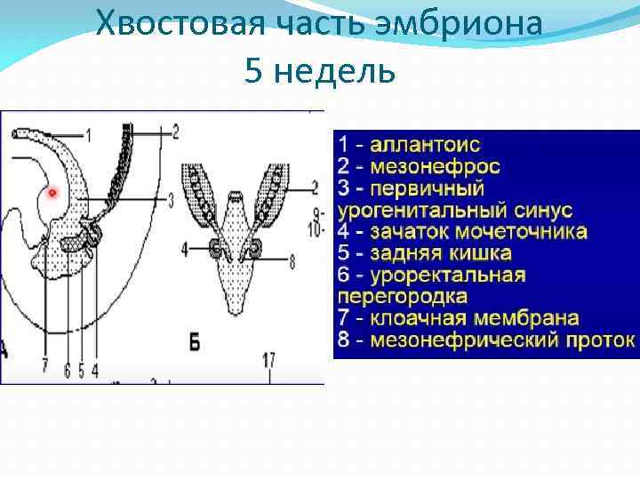 Хвостовая часть эмбриона 5 недель 
