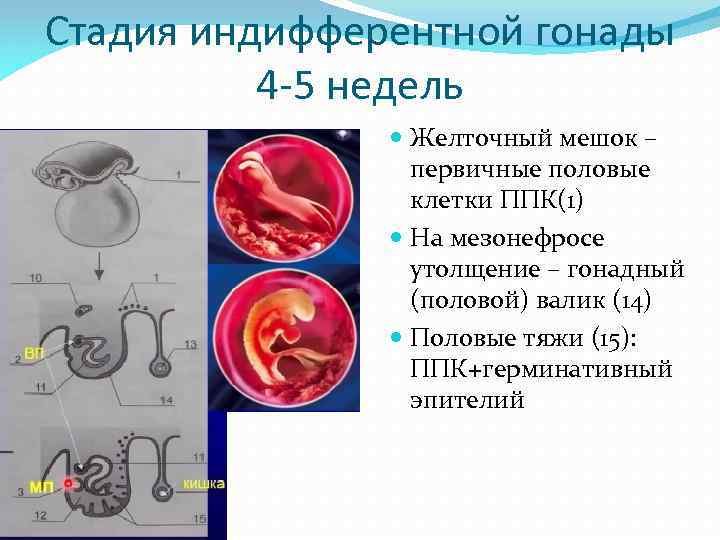 Стадия индифферентной гонады 4 -5 недель Желточный мешок – первичные половые клетки ППК(1) На