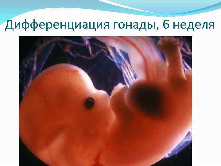 Дифференциация гонады, 6 неделя 