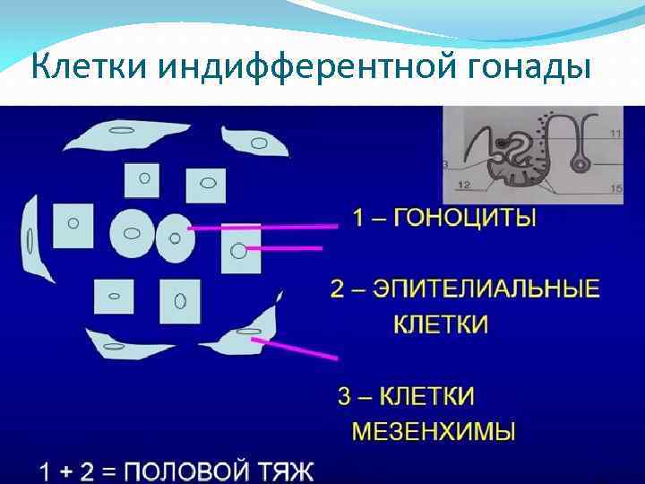 Клетки индифферентной гонады 