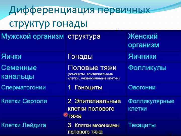 Дифференциация первичных структур гонады 