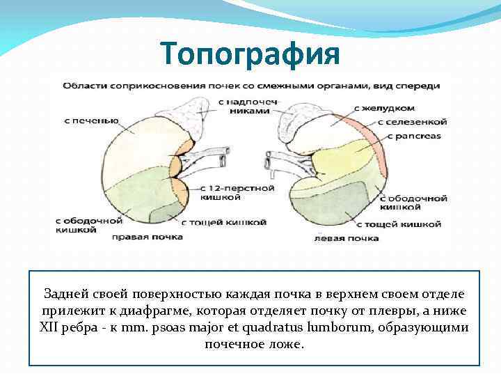 Строение мужской мочеполовой системы анатомия в картинках