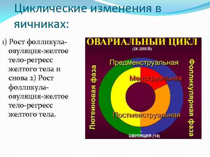 Циклические изменения в яичниках: 1) Рост фолликулаовуляция-желтое тело-регресс желтого тела и снова 2) Рост