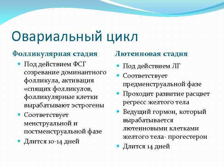 Овариальный цикл Фолликулярная стадия Под действием ФСГ созревание доминантного фолликула, активация «спящих фолликулов, фолликулярные