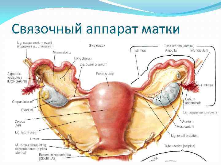 Связочный аппарат матки 